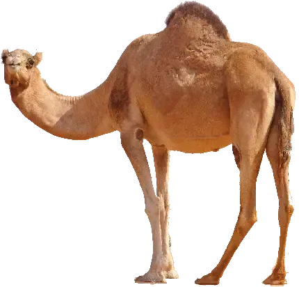  عکس های شتر با کیفیت HD