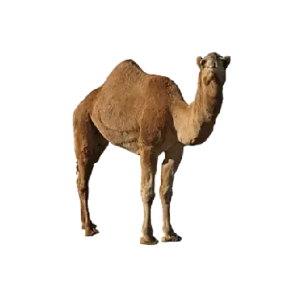  عکس های شتر با کیفیت HD