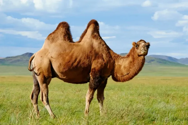  عکس شتر برای پروفایل واتساپ و تلگرام