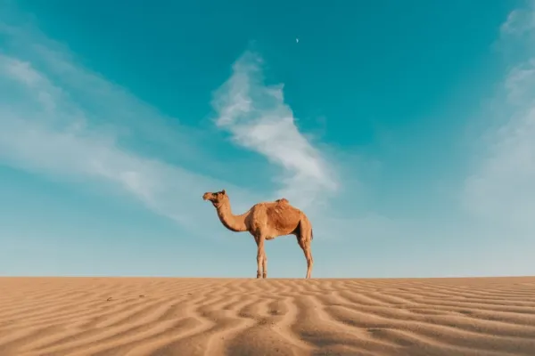  عکس شتر برای پروفایل واتساپ و تلگرام