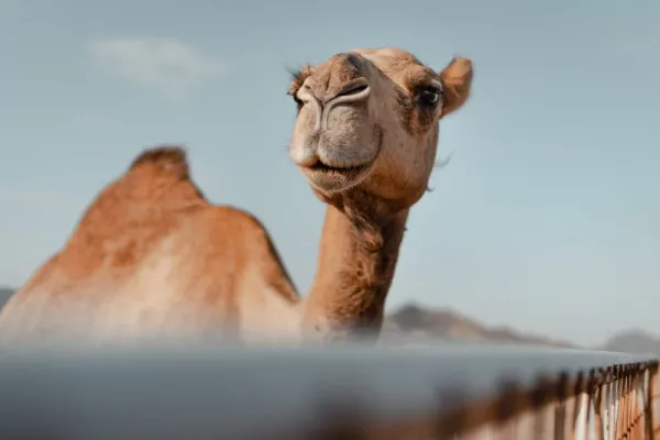  عکس شتر برای پروفایل واتساپ و تلگرام