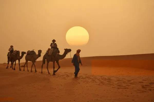  عکس شتر برای پروفایل واتساپ و تلگرام