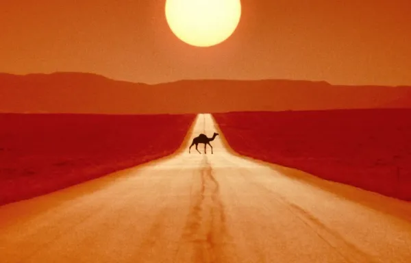  عکس شتر برای پروفایل واتساپ و تلگرام