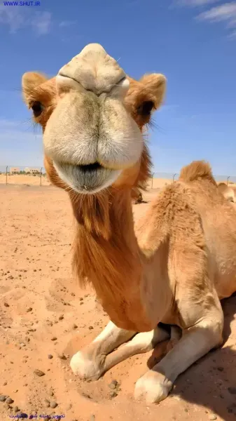  عکس شتر برای بک گراند