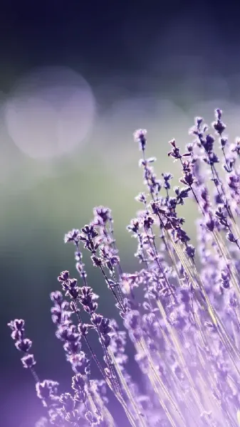  عکس گل اسطوخودوس برای بک گراند گوشی