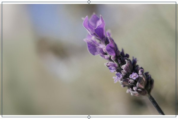  عکس انواع اسطوخودوس