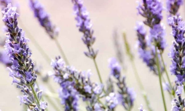  عکس انواع اسطوخودوس