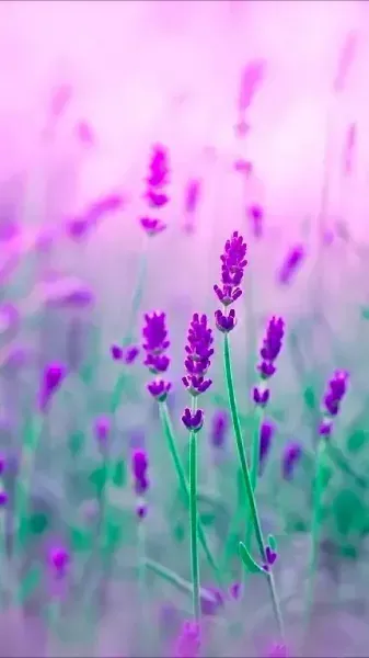  عکس از مزارع اسطوخودوس با کیفیت بالا