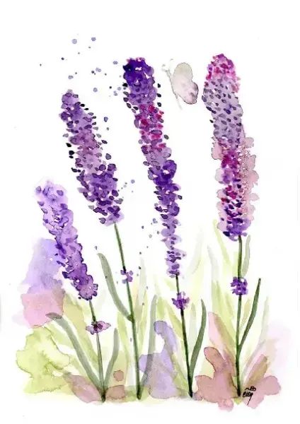  عکس دشت لوندر برای پس زمینه