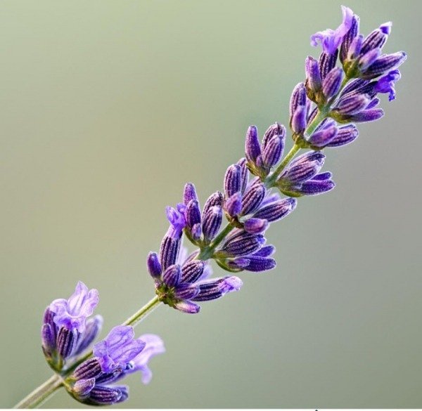  عکس گل اسطوخودوس بنفش خوشگل برای پروفایل