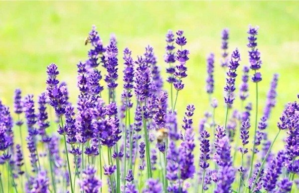  عکس گل اسطوخودوس بنفش خوشگل برای پروفایل