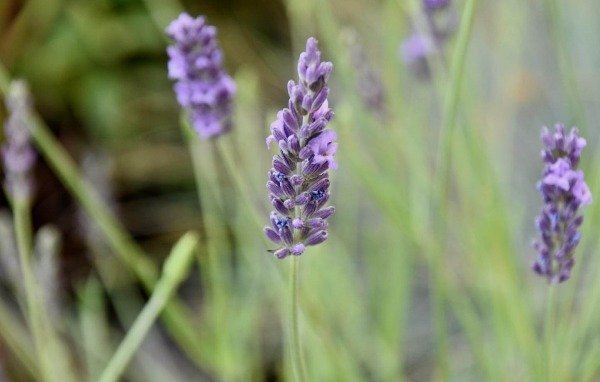  عکس گل اسطوخودوس بنفش خوشگل برای پروفایل