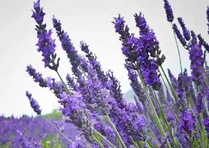  والپیپر گل اسطوخودوس برای گوشی آیفون