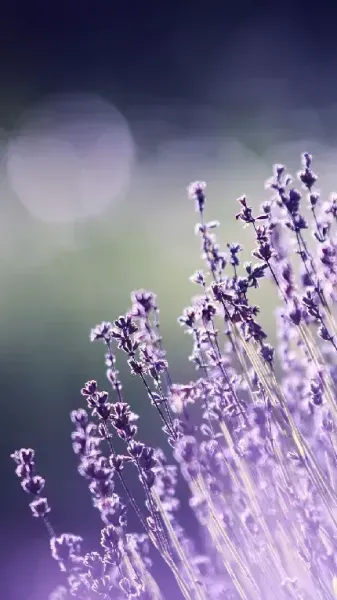  والپیپر گل اسطوخودوس برای گوشی آیفون