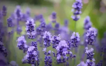  والپیپر گل اسطوخودوس برای گوشی آیفون