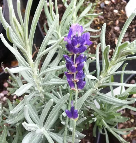  عکس برگ گیاه اسطوخودوس