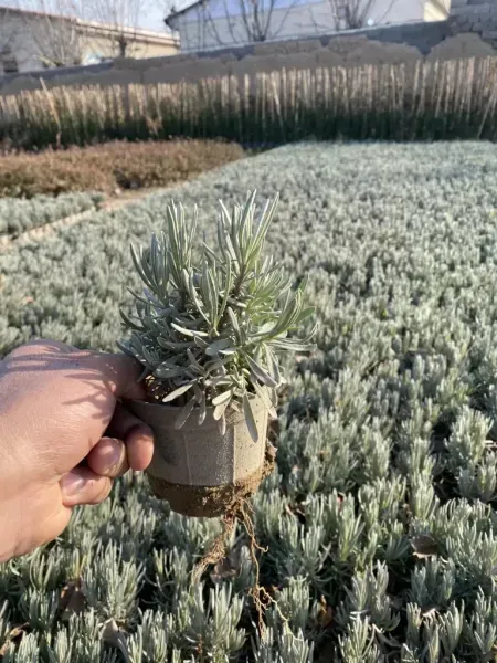  عکس برگ گیاه اسطوخودوس