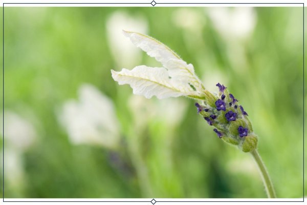  عکس پس زمینه زیبا از گل اسطوخودوس برای لپ تاپ