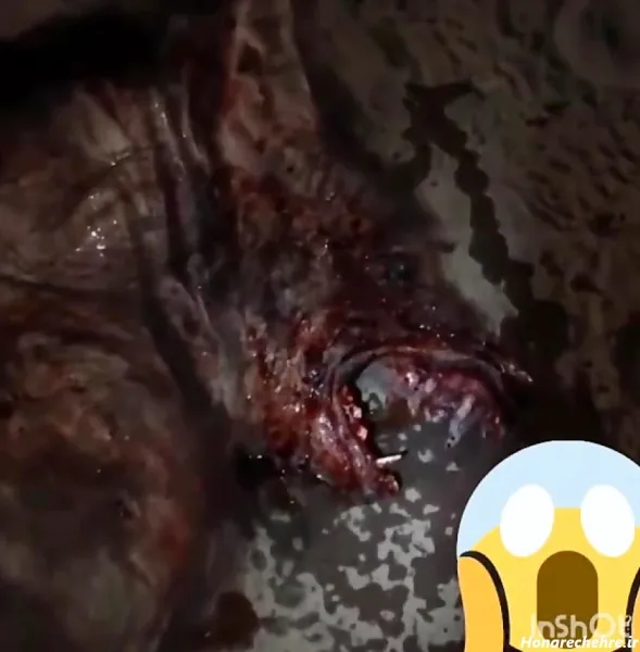  عکس گرگینه واقعی