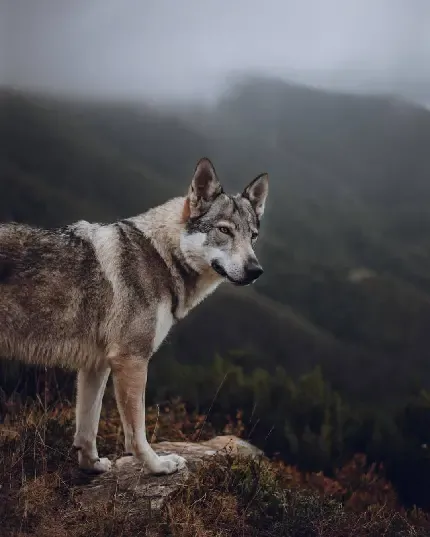  والپیپر کارتونی از گرگینه خاکستری ترسناک