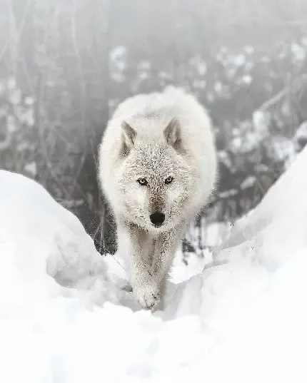  والپیپر کارتونی از گرگینه خاکستری ترسناک