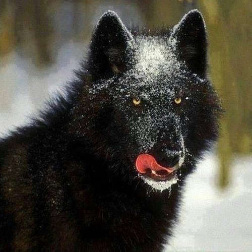  عکس گرگینه خفن برای پروفایل