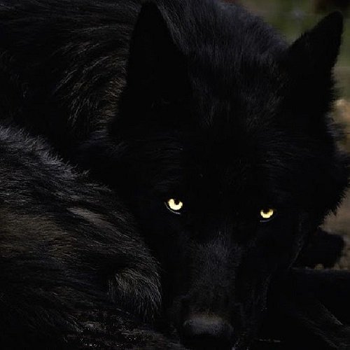  عکس گرگینه خفن برای پروفایل