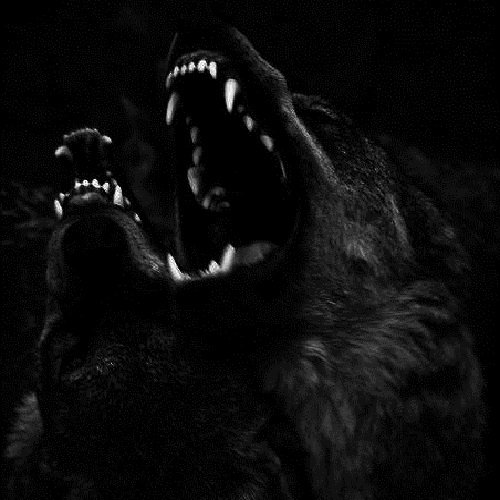  عکس گرگ سیاه خفن برای پروفایل