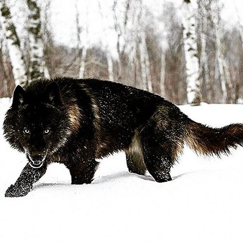  عکس گرگ سیاه خفن برای پروفایل
