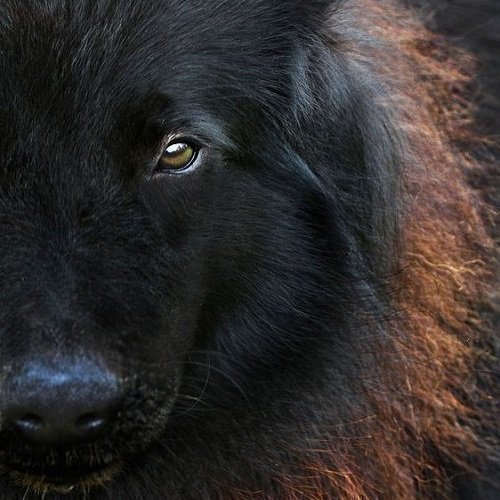  عکس گرگ سیاه ترسناک با چشم قرمز