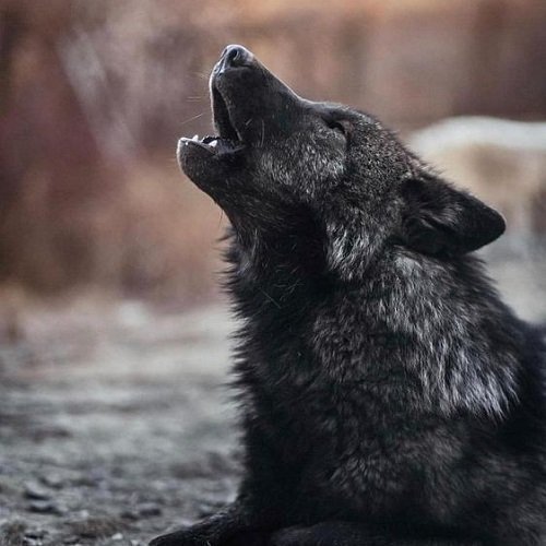  عکس گرگ سیاه ترسناک با چشم قرمز