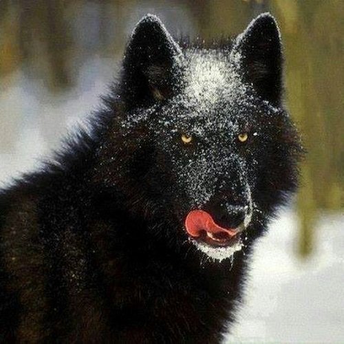  عکس گرگ سیاه ترسناک با چشم قرمز