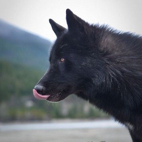  عکس گرگ سیاه در جنگل