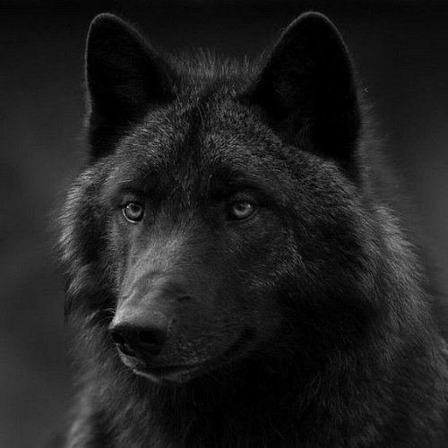 عکس گرگ سیاه وحشی با کیفیت بالا
