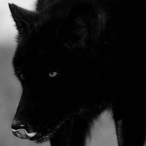  عکس گرگ سیاه وحشی با کیفیت بالا