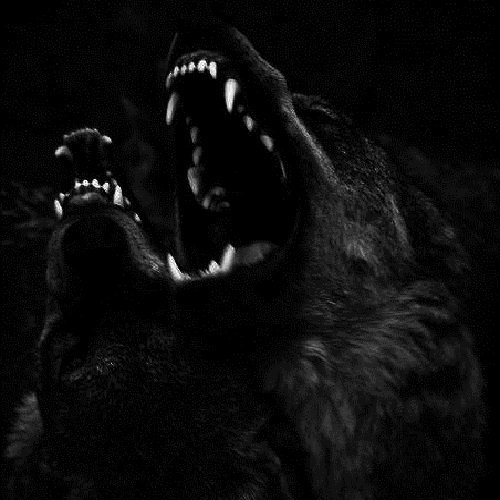  عکس گرگ سیاه وحشی با کیفیت بالا