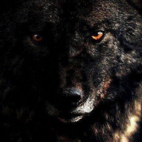  عکس گرگ سیاه وحشی با کیفیت بالا