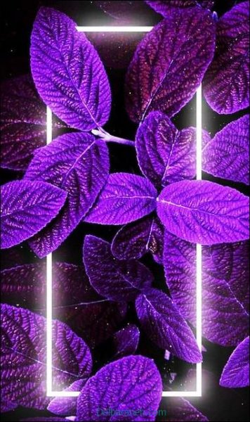  بک گراند مینیمال بنفش