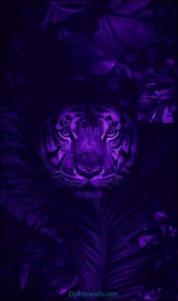  بک گراند مینیمال بنفش