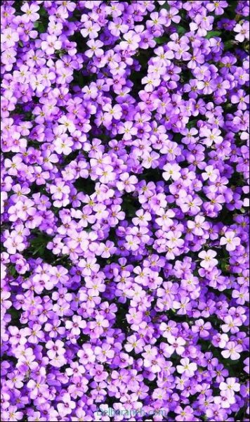  بک گراند مینیمال بنفش