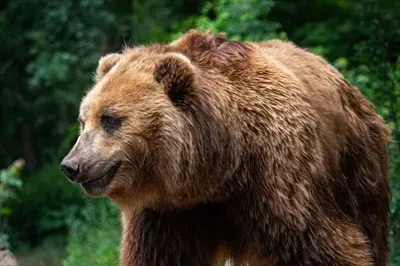عکس خرس قهوه ای با کیفیت بالا