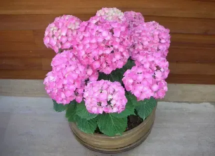  دانلود عکس گل