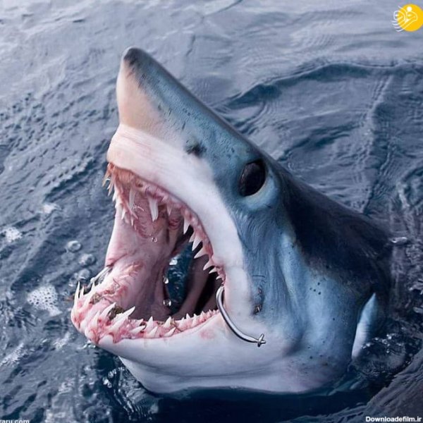  عکس کوسه وحشتناک ترسناک