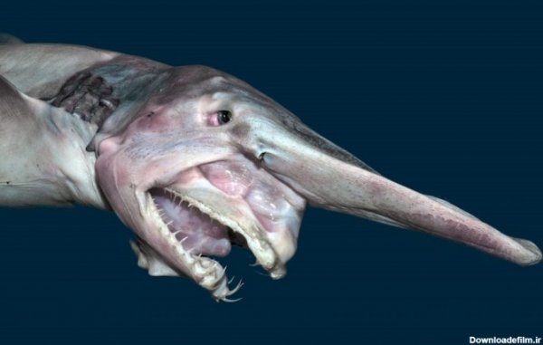  عکس کوسه وحشتناک ترسناک