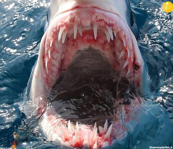  عکس کوسه وحشتناک ترسناک