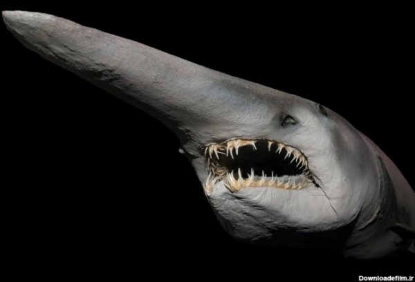  عکس کوسه وحشتناک ترسناک