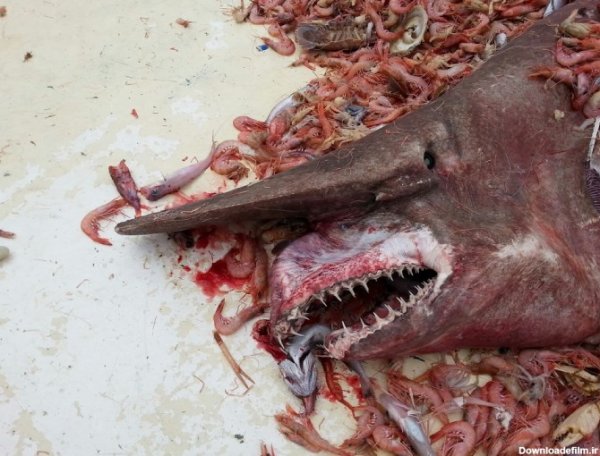  عکس کوسه وحشتناک ترسناک