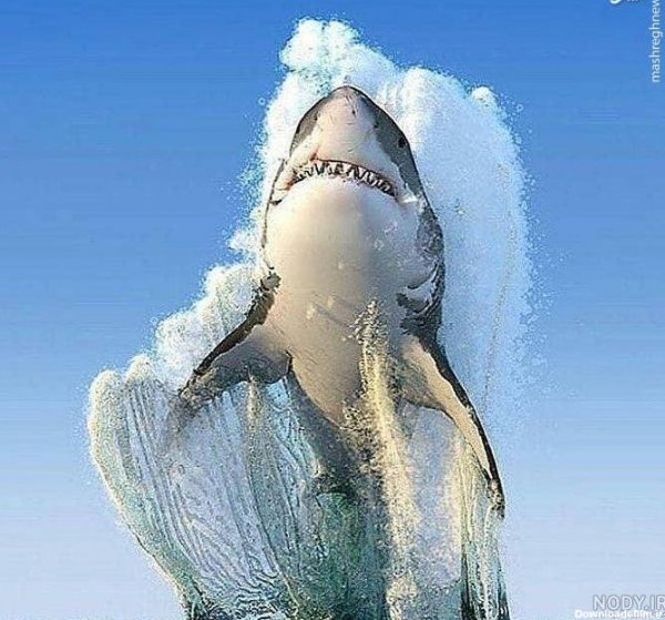  عکس کوسه وحشتناک ترسناک