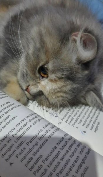 عکس گربه کوچولو بامزه