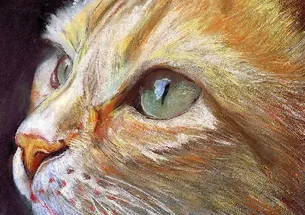 25 عکس گربه کوچولو